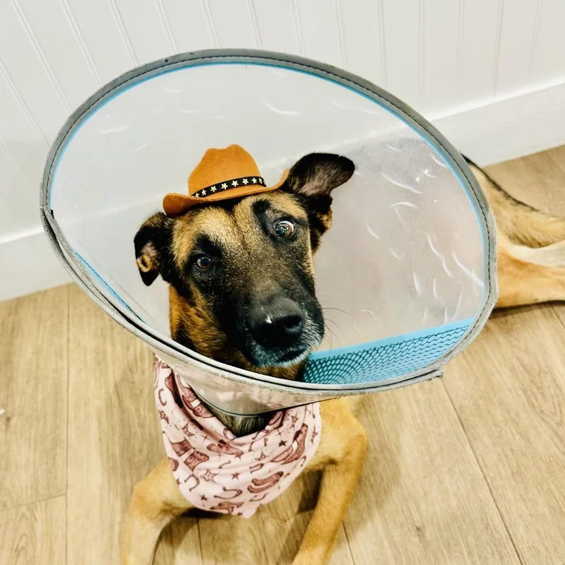 A senior medium-sized male Black Belgian Shepherd / Malinois dog named Happy Gilmore for adoption in LOXAHATCHEE, FL