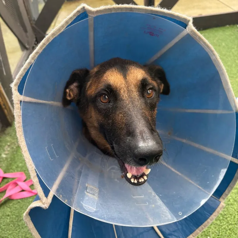 Happy Gilmore thumbnail 3