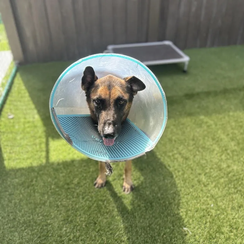 Happy Gilmore thumbnail 4