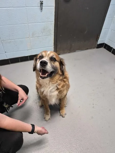 An adult large-sized male Labrador Retriever dog named Pen for adoption in Lawrenceville, GA