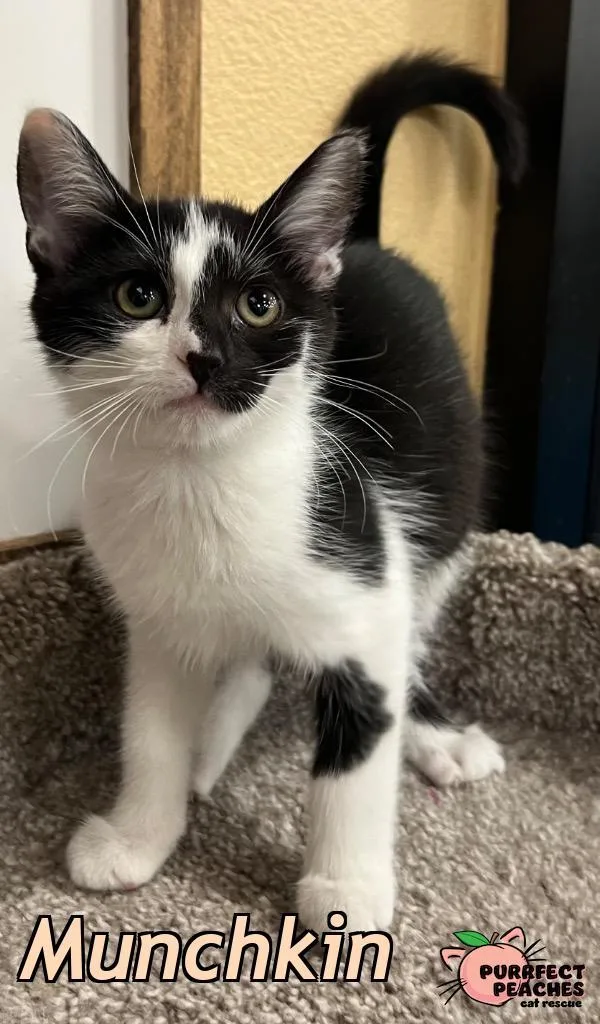 A baby medium-sized female Domestic Short Hair cat named Munchkin for adoption in Douglasville, GA