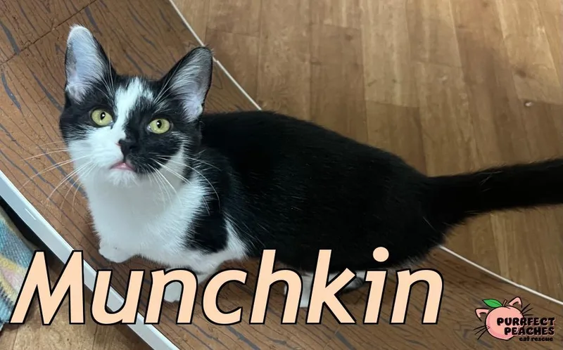 Munchkin thumbnail 2