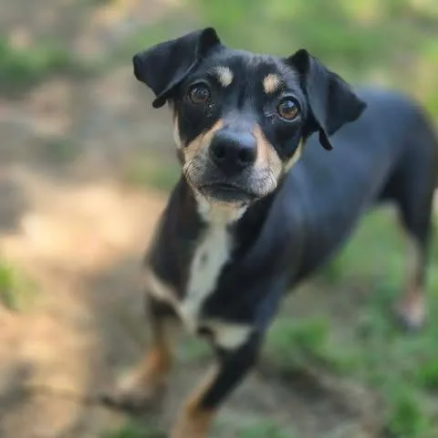 An adult small-sized female Black Chihuahua dog named Lucy for adoption in Dover, AR