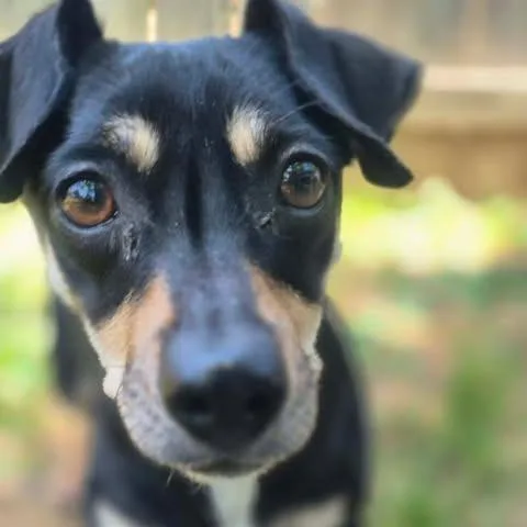 Lucy thumbnail 3