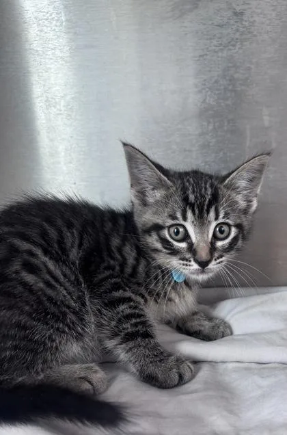 A baby small-sized male Domestic Short Hair cat named Fruit Salad for adoption in West Chester, PA