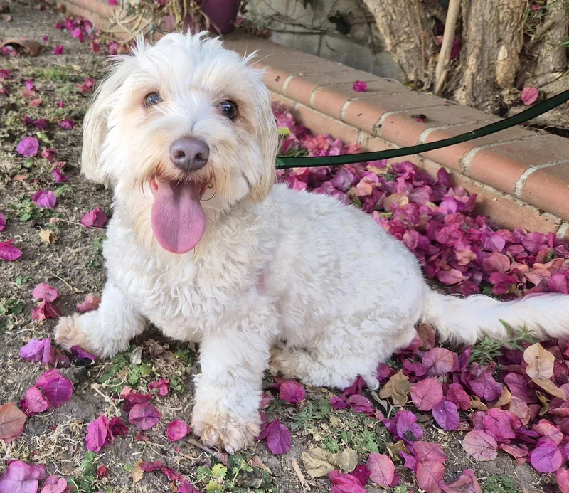 A young small-sized female Poodle dog named Maisey for adoption in Los Angeles, CA
