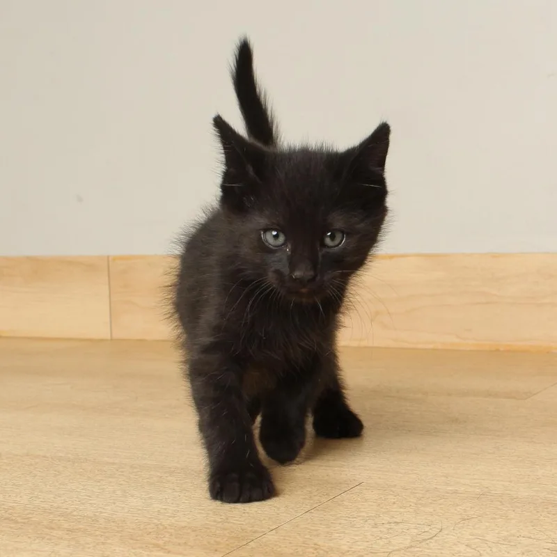 A baby small-sized male Black Domestic Short Hair cat named Cashew C for adoption in Minnetonka, MN
