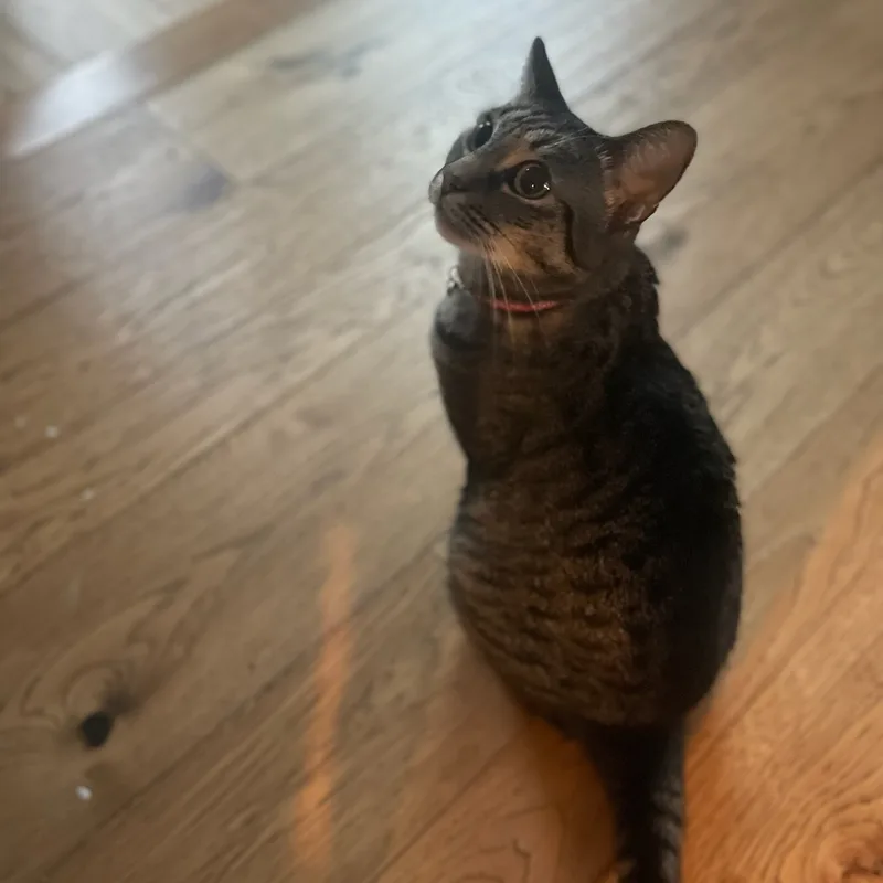 Lucy  Quiet Companion thumbnail 2