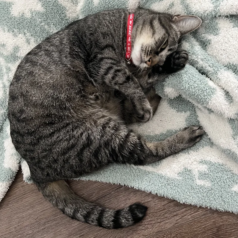 Lucy  Quiet Companion thumbnail 3