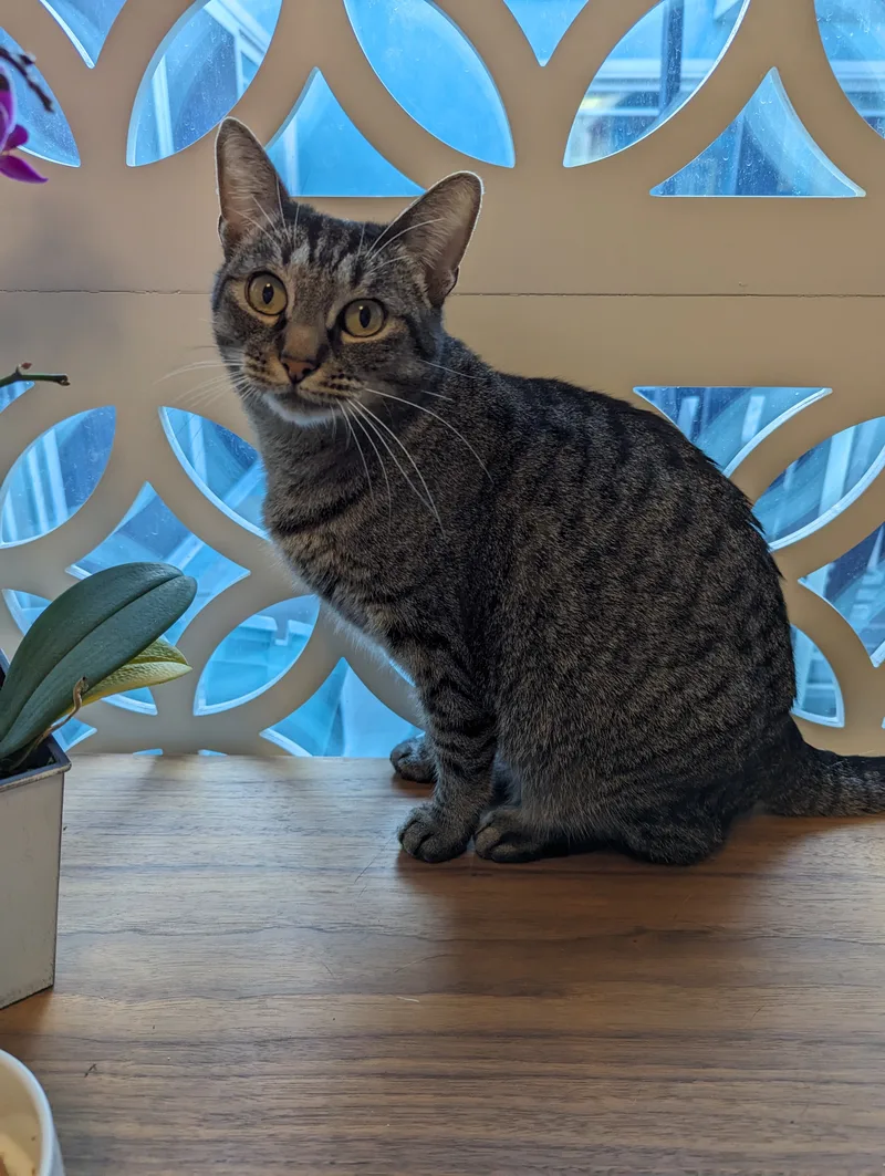 Lucy  Quiet Companion thumbnail 4