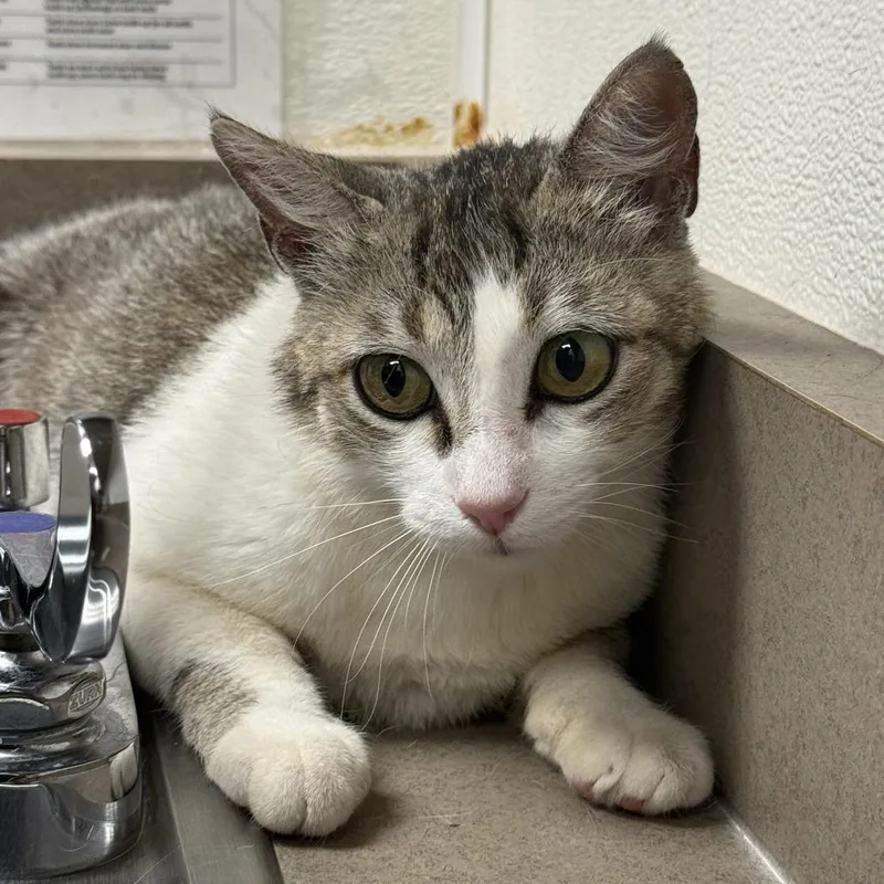 An adult medium-sized female White Domestic Short Hair cat named Butter for adoption in Albuquerque, NM