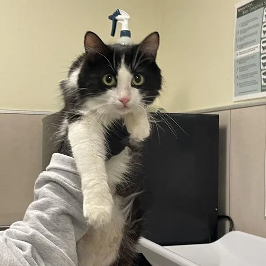 An adult medium-sized female Black Domestic Short Hair cat named Venke for adoption in Chicago, IL