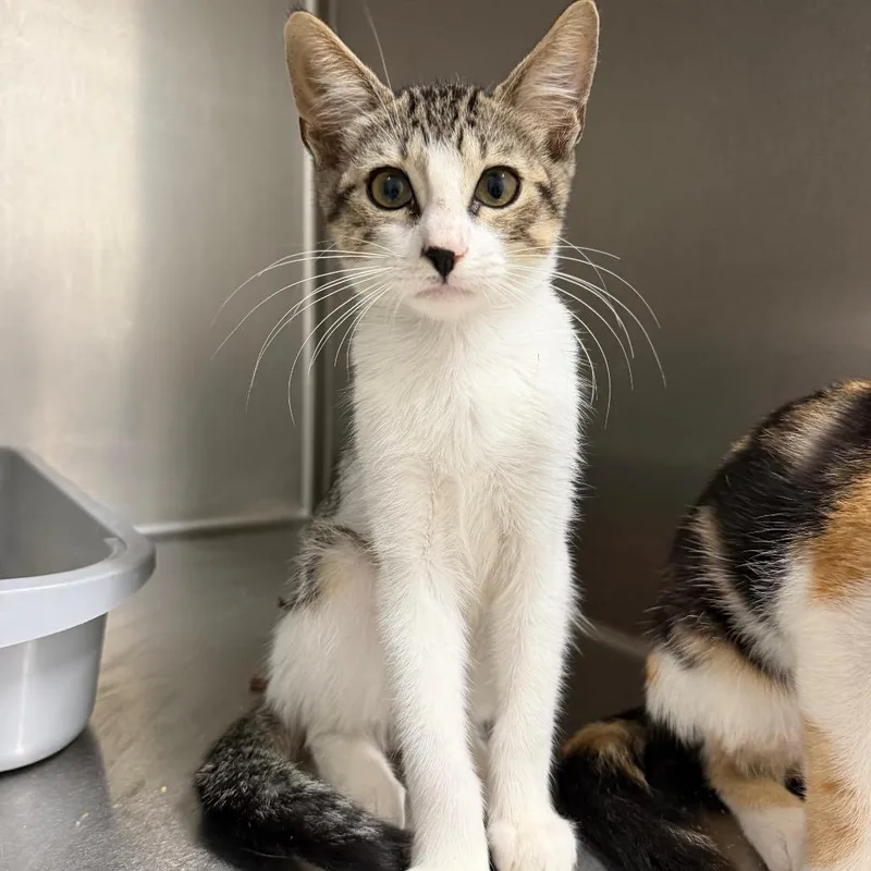 A baby small-sized male Gray / Blue / Silver Domestic Short Hair cat named Crash for adoption in Floresville, TX