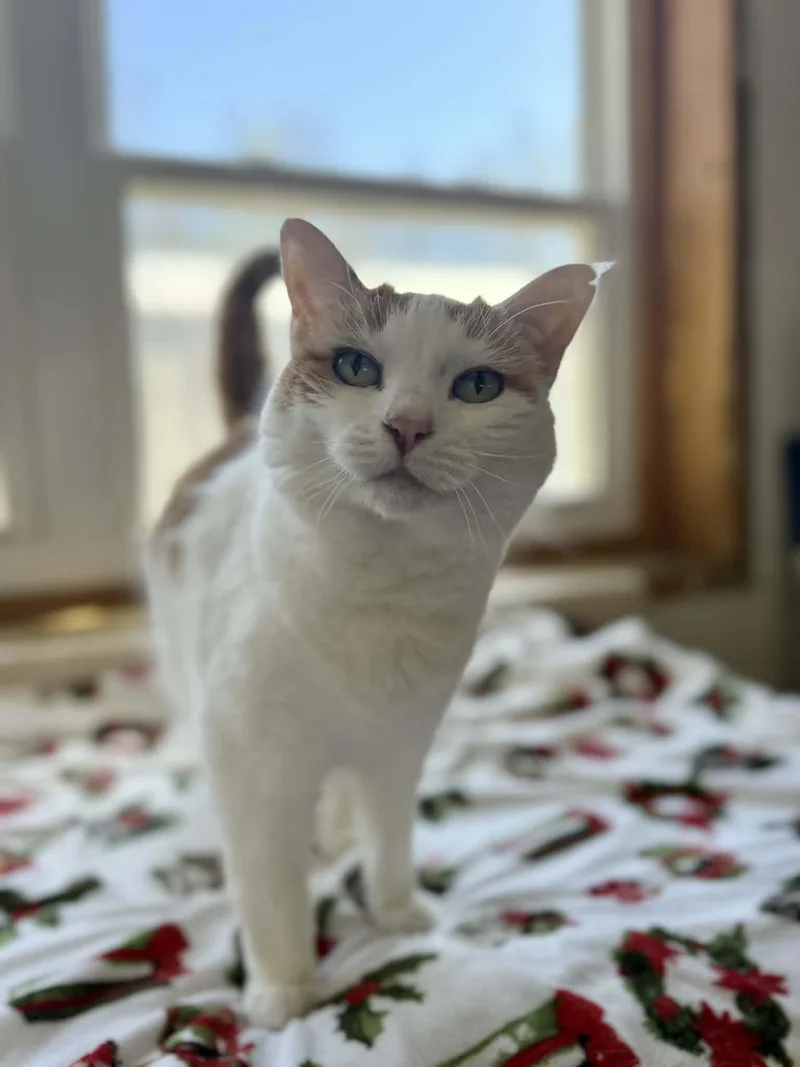 A young medium-sized female Orange & White Domestic Short Hair cat named Priss for adoption in Talbott, TN
