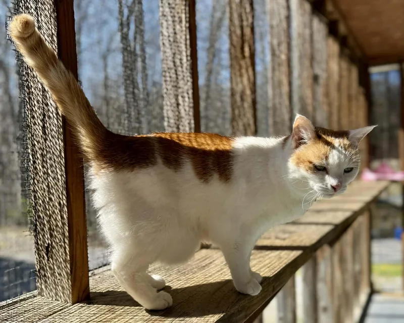 Priss thumbnail 2