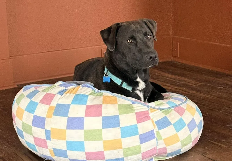 A young large-sized male Labrador Retriever dog named Moose for adoption in LEWISTON, ID