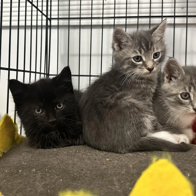 Santiago thumbnail 2