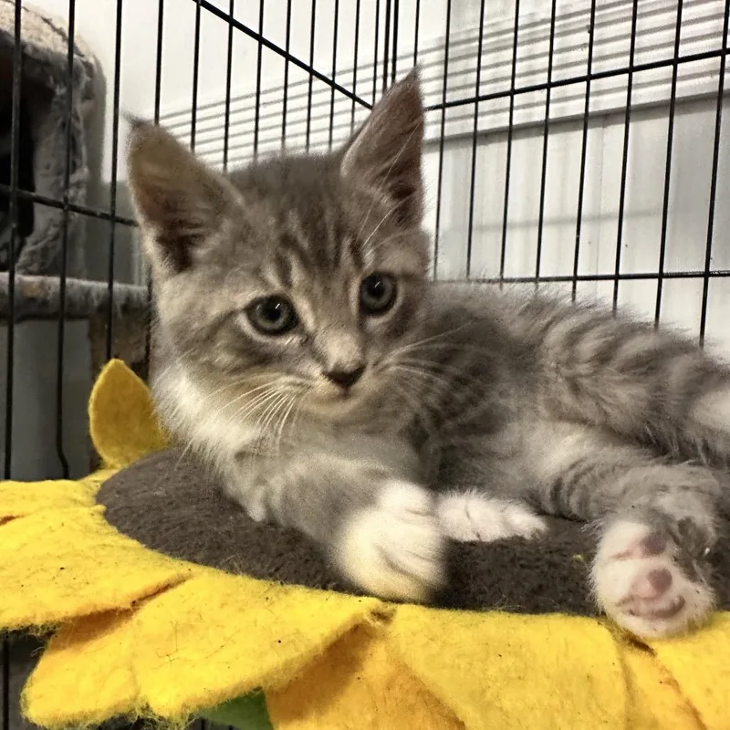 Santiago thumbnail 3