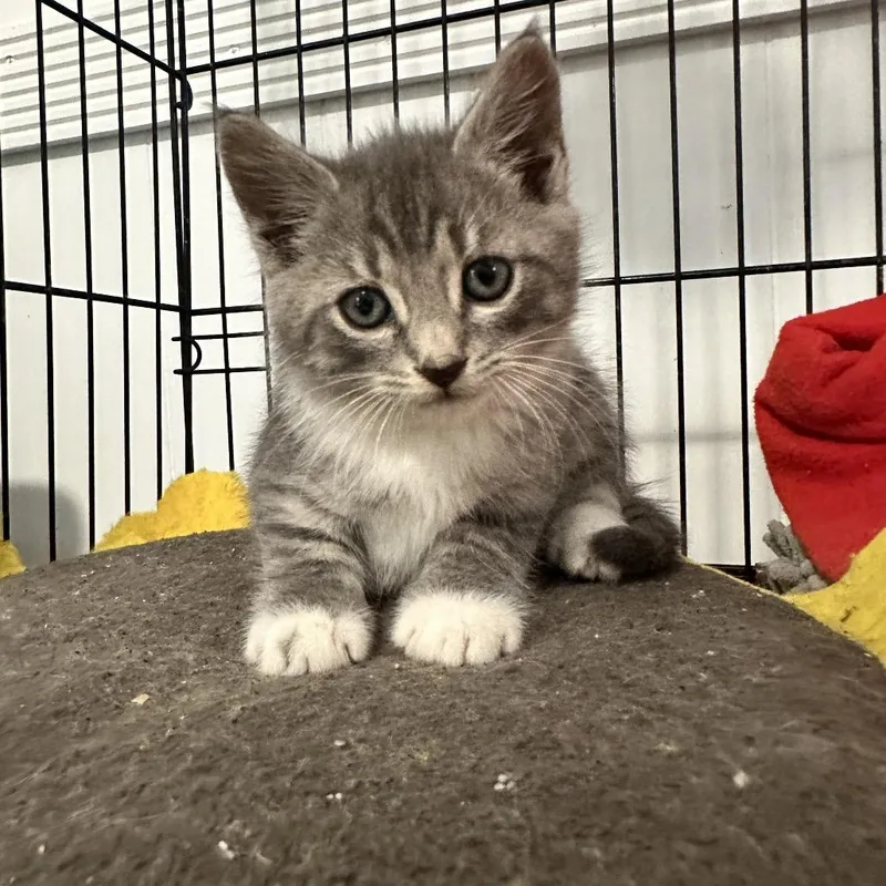 Santiago thumbnail 4