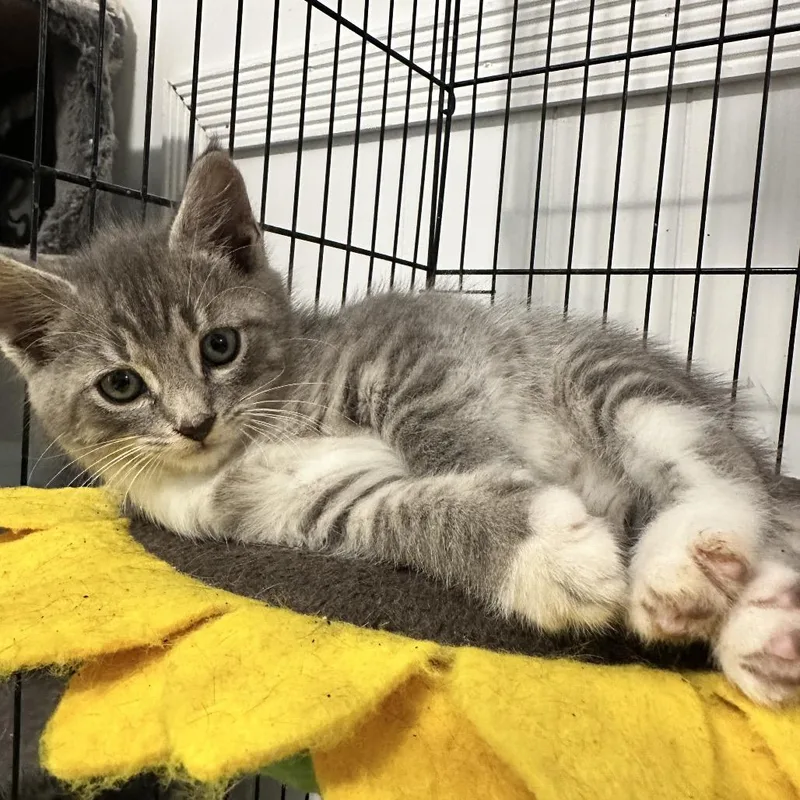 Santiago thumbnail 5