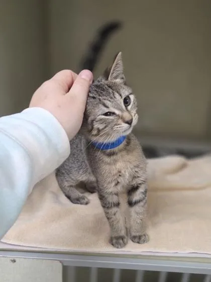 A baby small-sized male Domestic Short Hair cat named Mustard for adoption in Westland, MI