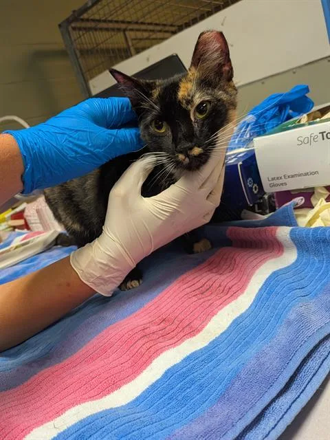 An adult medium-sized female Domestic Short Hair cat named Cookies for adoption in Jacksonville, FL
