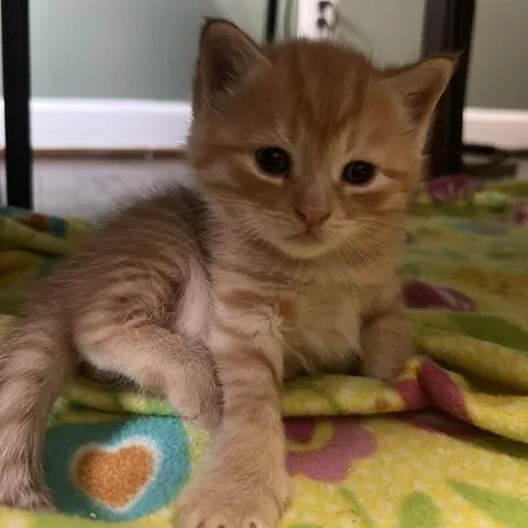 A baby small-sized male Orange / Red Domestic Short Hair cat named Hugo for adoption in Aldie, VA