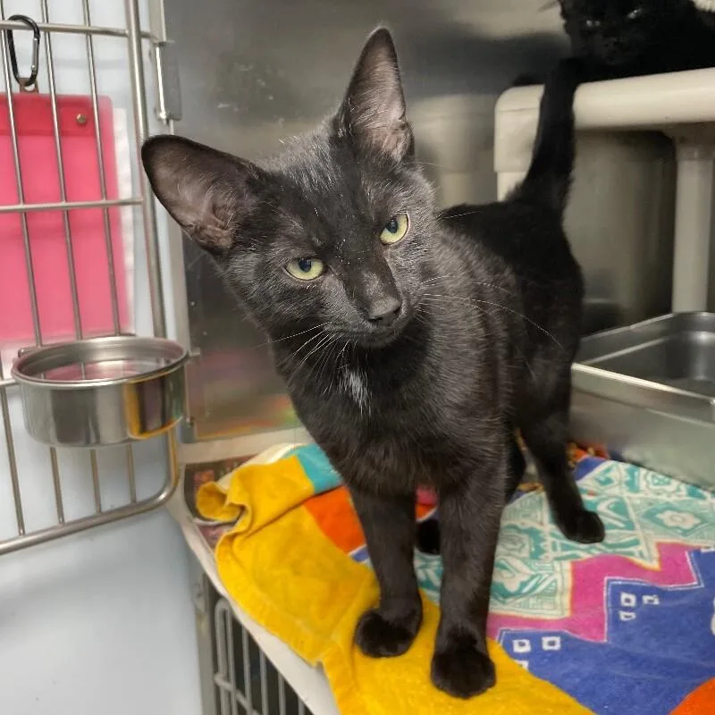 A young medium-sized male Domestic Short Hair cat named Dopey for adoption in Roanoke, VA