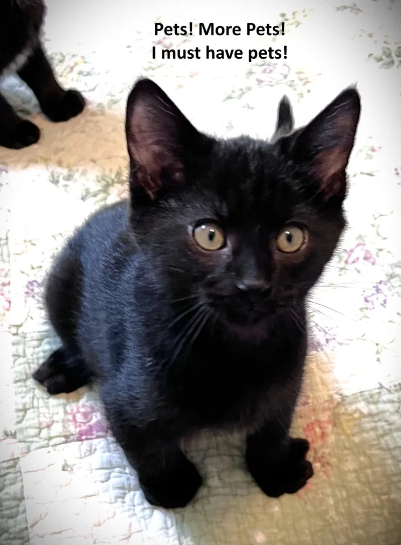 A baby medium-sized male Black Domestic Short Hair cat named Mortal Kombat for adoption in Shawnee, KS