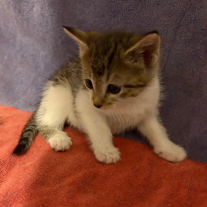 A baby medium-sized female Domestic Short Hair cat named Shania Twain for adoption in Crookston, MN