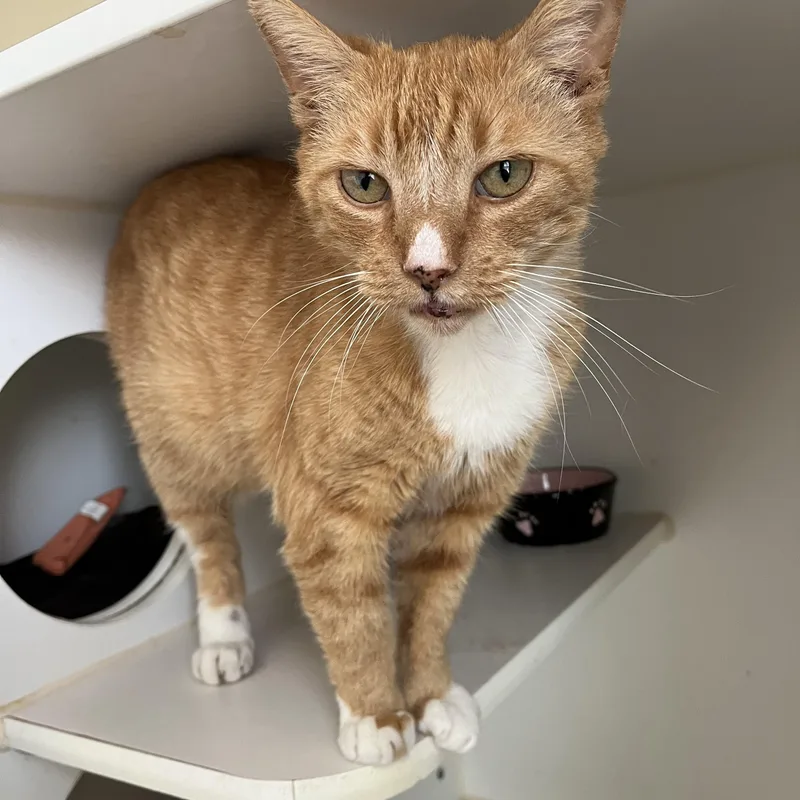 An adult medium-sized male Tabby (Orange / Red) Domestic Short Hair cat named Sid for adoption in Salisbury, MA