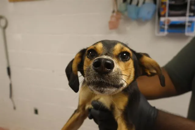 A young small-sized female Mixed Breed dog named Dorian for adoption in Columbia, SC