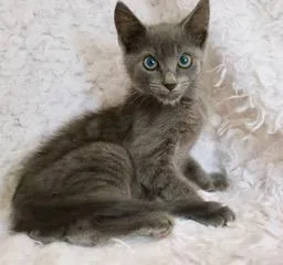 A young medium-sized male Russian Blue cat named Milo for adoption in Saint Augustine, FL