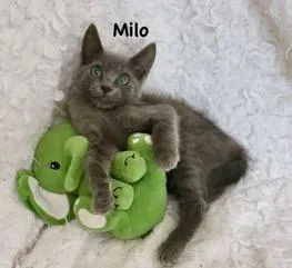 Milo thumbnail 6
