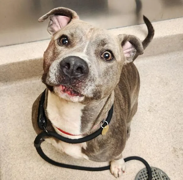 An adult large-sized male Pit Bull Terrier dog named Skipper for adoption in Oakland, CA