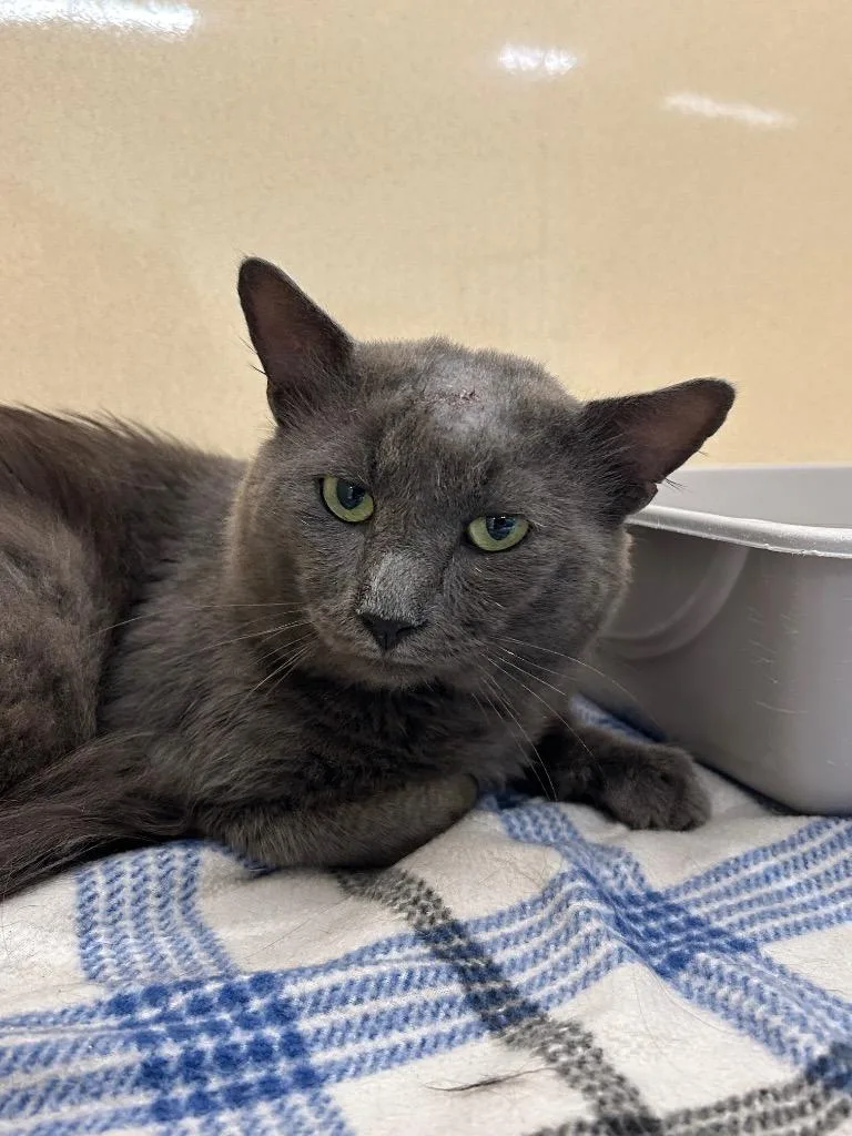A young medium-sized male Domestic Long Hair cat named Yurtle for adoption in Gautier, MS