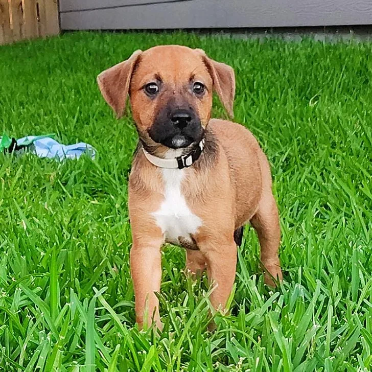 Bambi