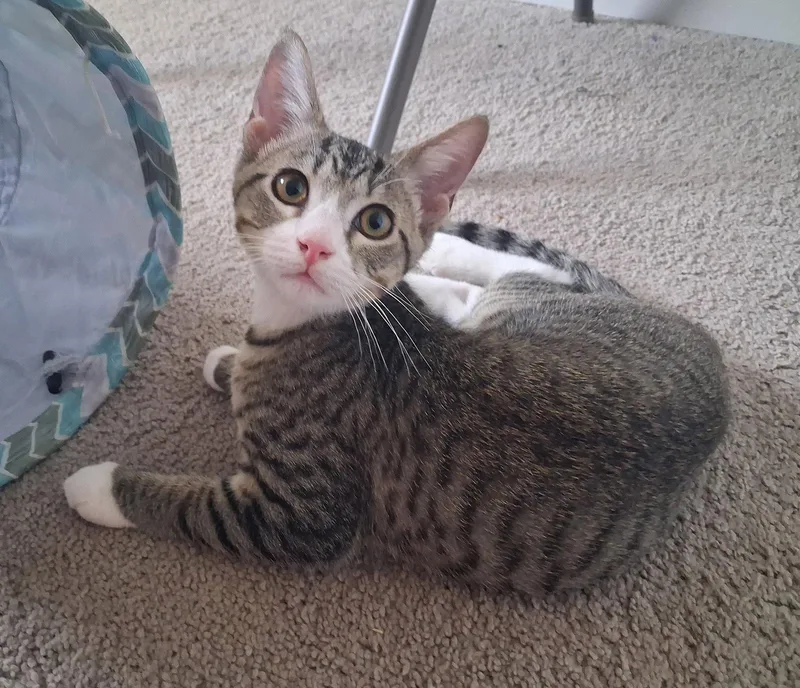 A young medium-sized male Domestic Short Hair cat named Dennis for adoption in Crossville, TN
