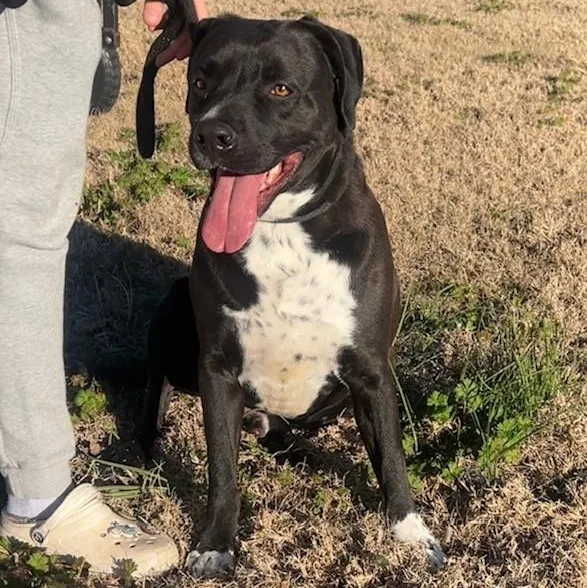 An adult medium-sized male Labrador Retriever dog named Elijah for adoption in Wharton, TX