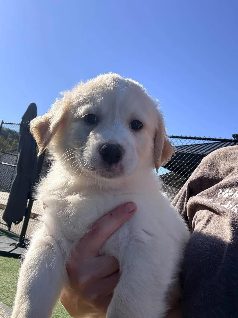 A baby medium-sized male Apricot / Beige Golden Retriever dog named Golden Puppies for adoption in Richmond, KY