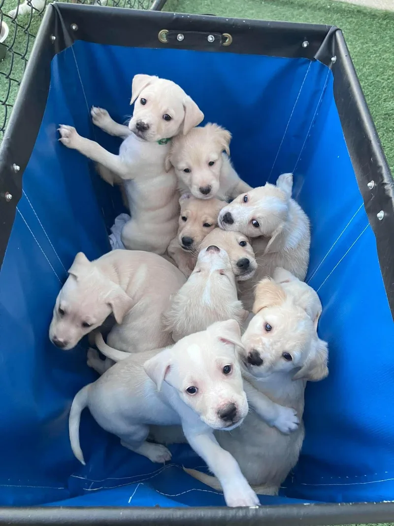 Golden Puppies thumbnail 3