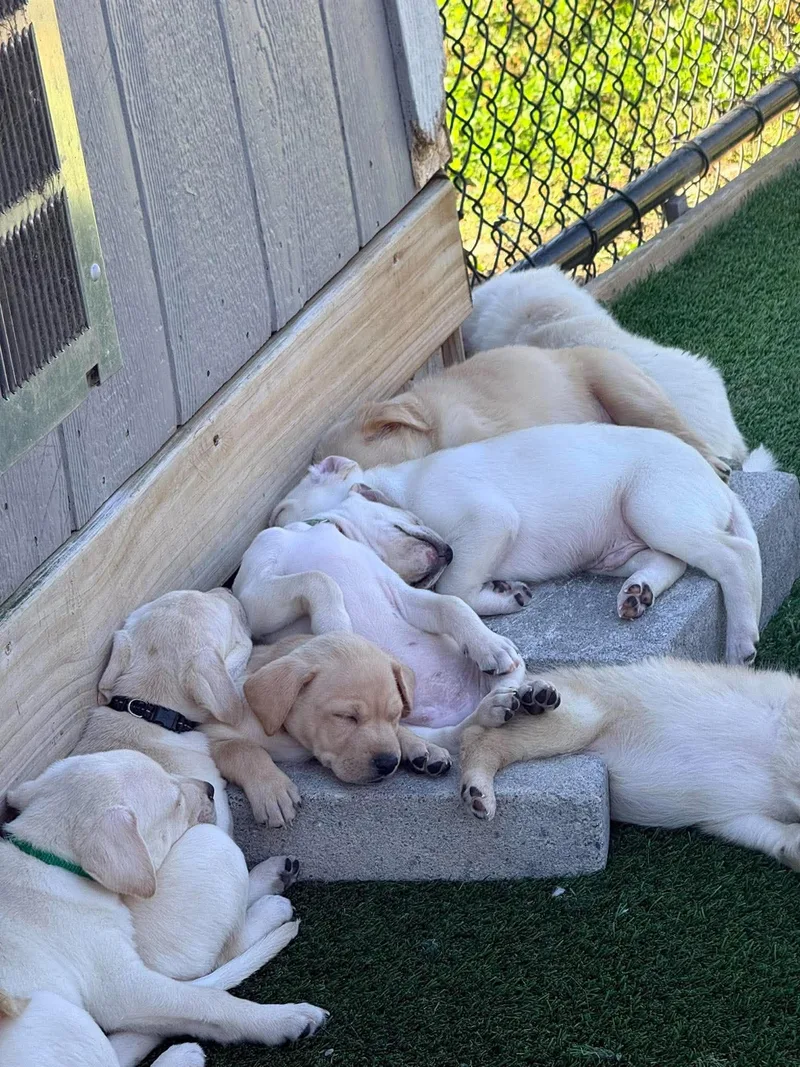 Golden Puppies thumbnail 4