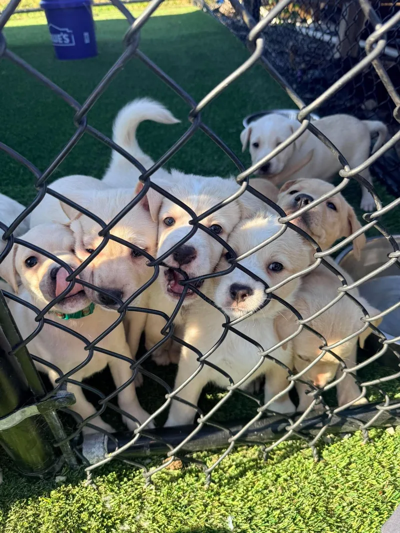 Golden Puppies thumbnail 5