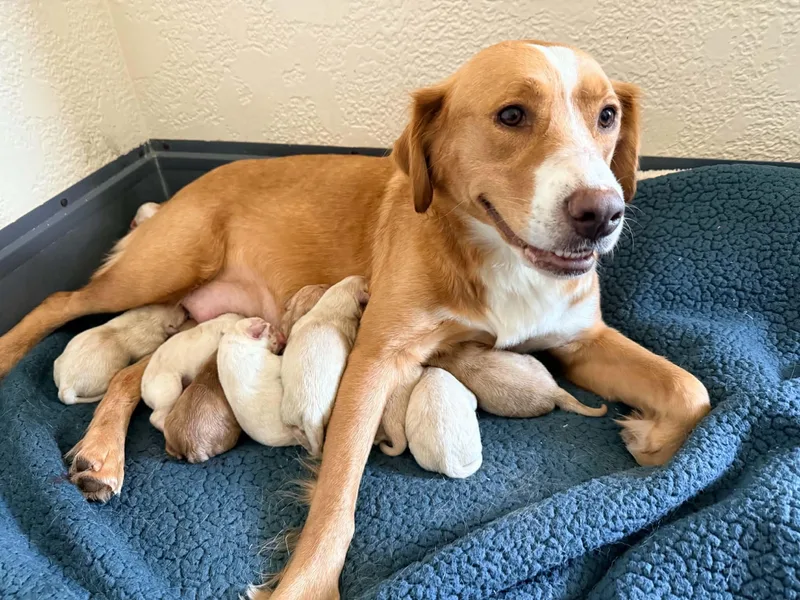 Golden Puppies thumbnail 6
