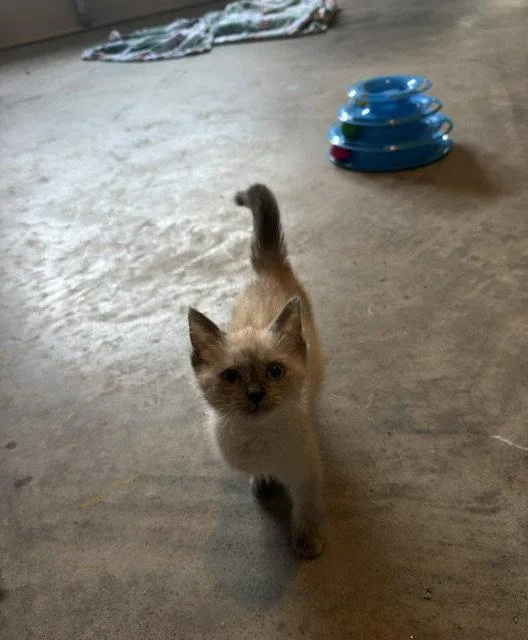A baby medium-sized female Siamese cat named Suni for adoption in Herndon, VA