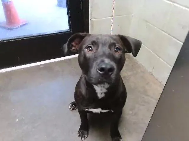 A young small-sized male Pit Bull Terrier dog named Dirt for adoption in Tulsa, OK
