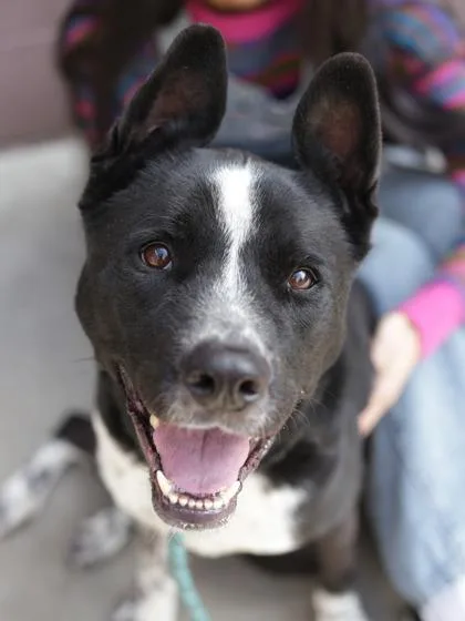 An adult large-sized female Mixed Breed dog named Tree Thorn for adoption in Chamblee, GA