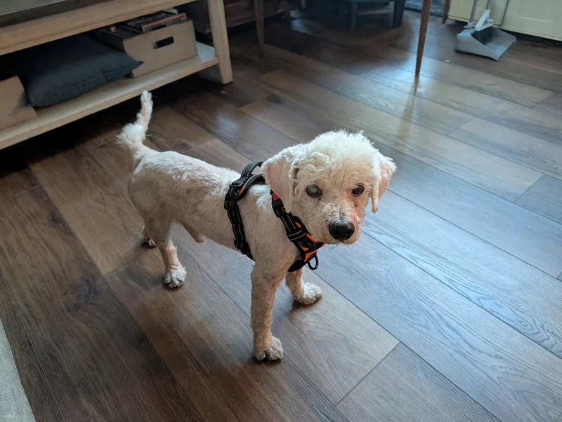 A senior small-sized male White / Cream Miniature Poodle dog named Owen for adoption in Laguna Beach, CA