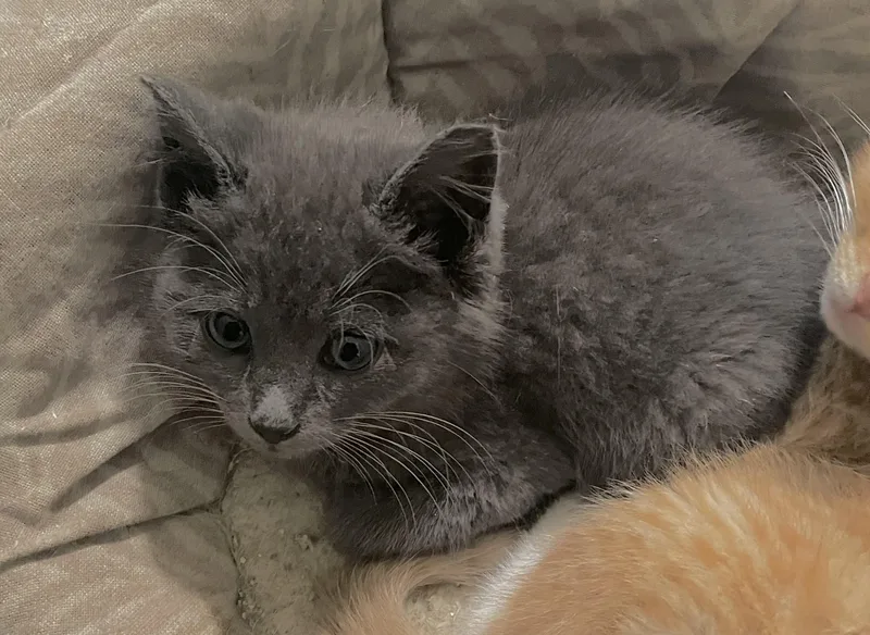 A baby small-sized male Domestic Short Hair cat named Greyson for adoption in Troy, NY