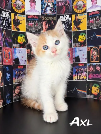A baby small-sized male Domestic Medium Hair cat named Axl for adoption in Morton Grove, IL